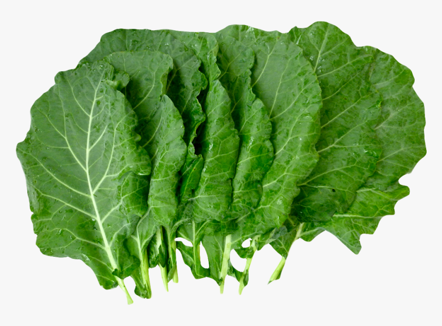Lettuce Clipart Collard Greens -
