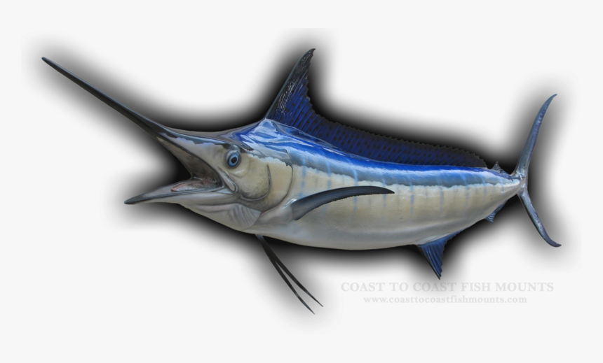 Transparent Marlin Fish Png - Atlantic Blue Marlin