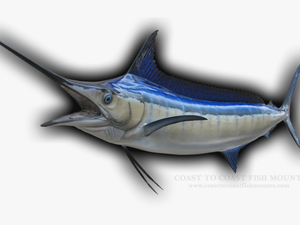 Transparent Marlin Fish Png - Atlantic Blue Marlin