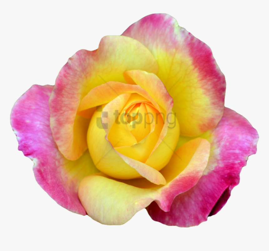 Free Png Transparent Flower Tumblr Png Image With Transparent - Pink Yellow Rose Png