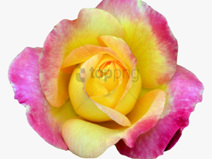 Free Png Transparent Flower Tumblr Png Image With Transparent - Pink Yellow Rose Png