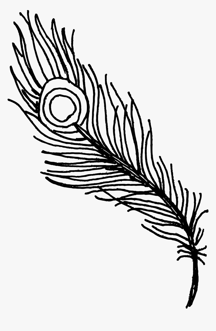 Quill - Peacock Feathers Clipart Png