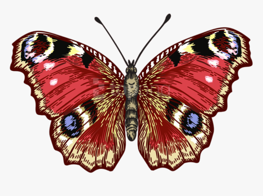 Red Butterfly Png - Brush-footed