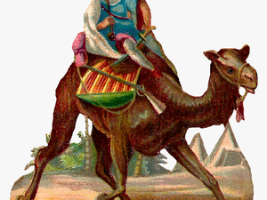 Camel Rider Desert Image - Camel Rider Transparent