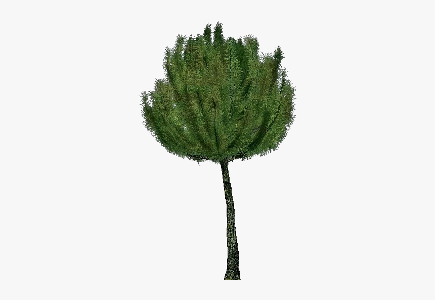 3d Trees - Mountain Pine - Acca Software - Pond Pine