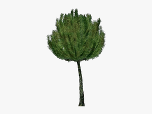 3d Trees - Mountain Pine - Acca Software - Pond Pine