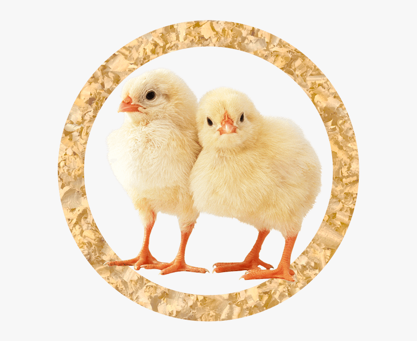 Broiler Chicks - Chicken Animal