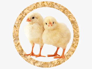 Broiler Chicks - Chicken Animal