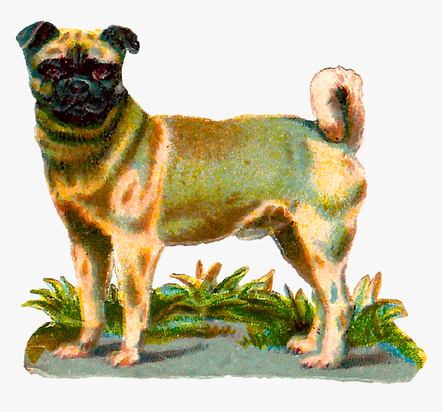 Dog Pug Animal Breed Digital Clipart Image Download - Vintage Dog Png