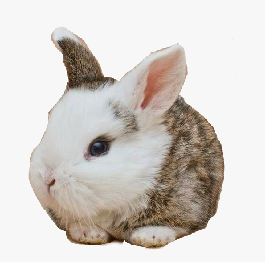 #cute #babybunny #rabbit - Real Rabbit Head