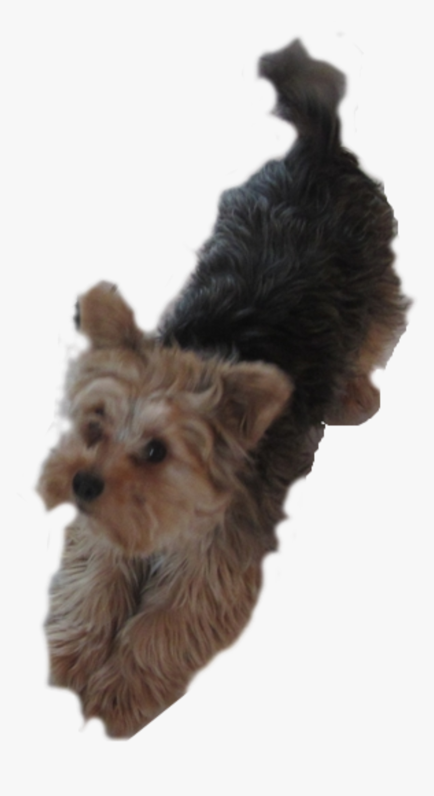 Transparent Puppy Clipart - Clipart Yorkie Dog