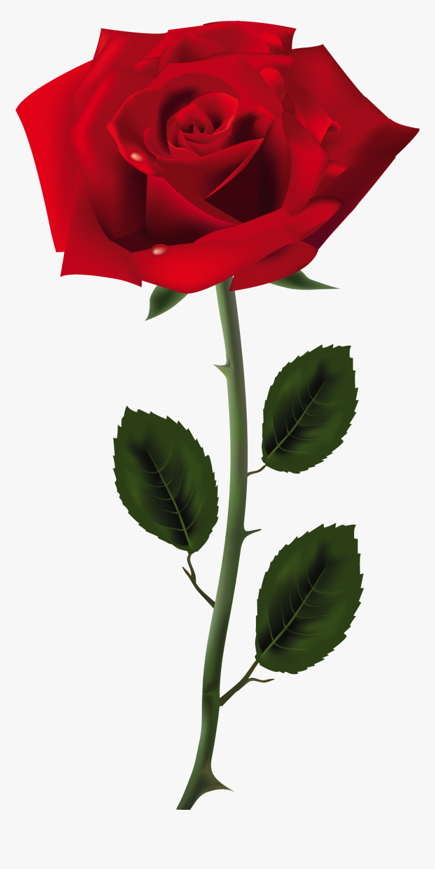 Pin By Cari On - Rose Png