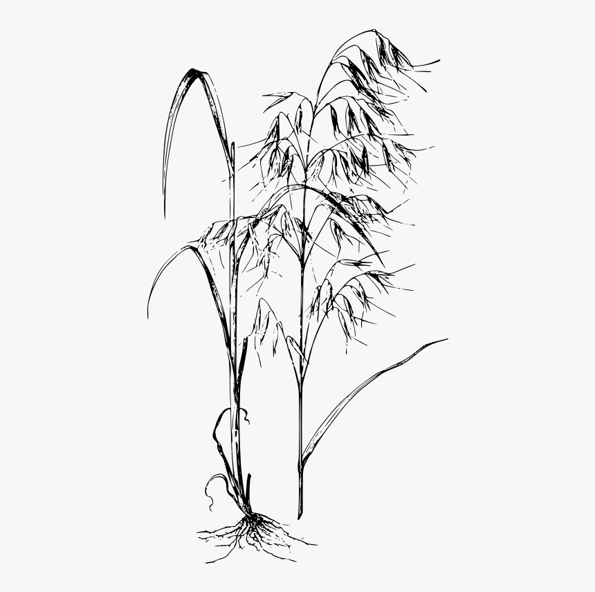 Wild Plant Drawing Png