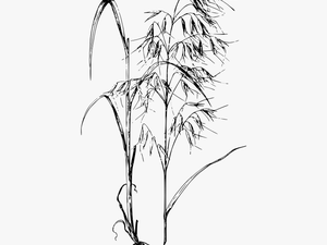 Wild Plant Drawing Png