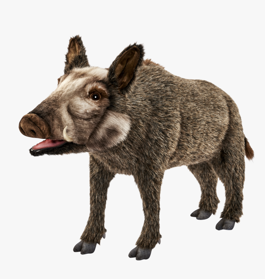 Wild Boar Png Images Download - Pig Donkey