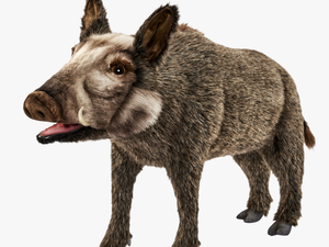 Wild Boar Png Images Download - Pig Donkey