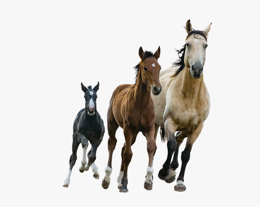 Foal - Small Medium Large Horses