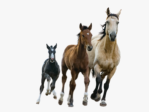 Foal - Small Medium Large Horses