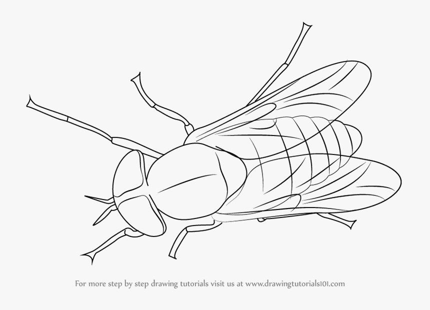 Black Horse Fly Transparent Png Rhinoceros Beetle - Fly Clipart Black And White