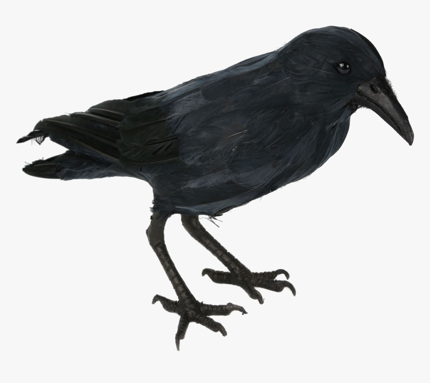 Crow Png Free Images - Crow Png 