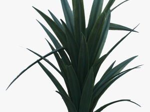 Transparent Yucca Plant Png - Houseplant
