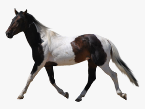 Horses With No Background