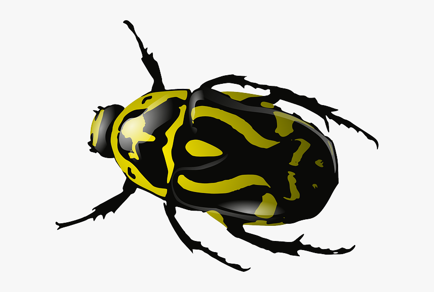 Insect Png Image Download - Beet