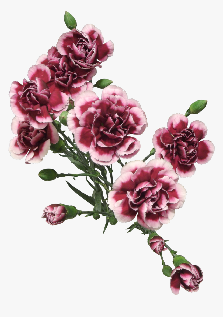 Transparent Painted Flowers Png