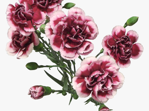 Transparent Painted Flowers Png