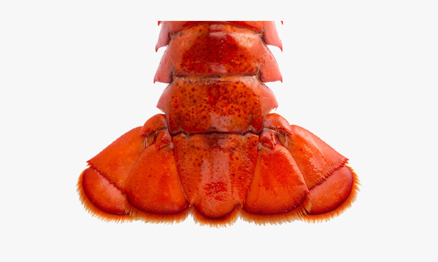 Brazil Lobster Tail - Transparen