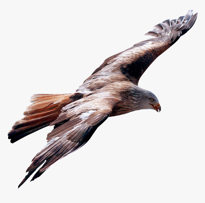 Eagle Fly Png Image - True Leade