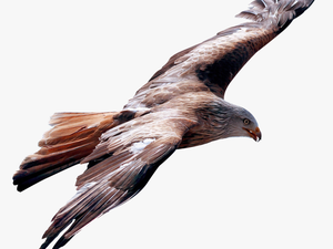 Eagle Fly Png Image - True Leader Is One Who Is Humble Enough