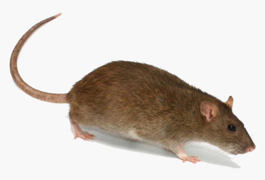 Rat Png Transparent Image - Rat 
