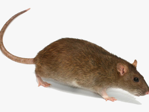 Rat Png Transparent Image - Rat With A Hat