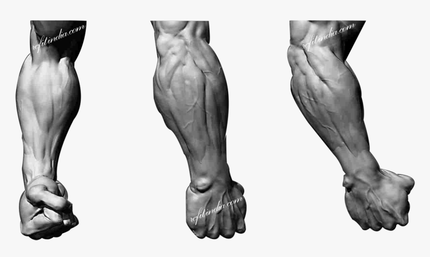 Muscle Anatomy Male Leg