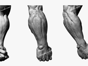 Muscle Anatomy Male Leg
