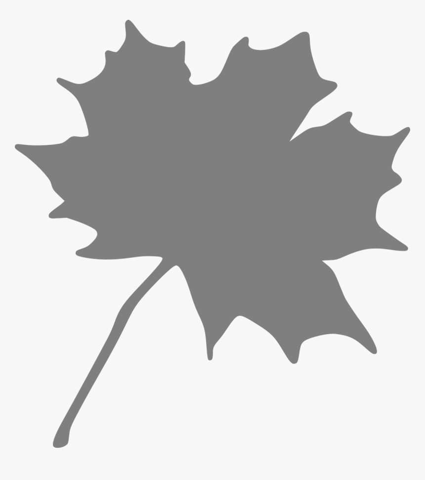 Maple Leaf Grey Free Picture - O