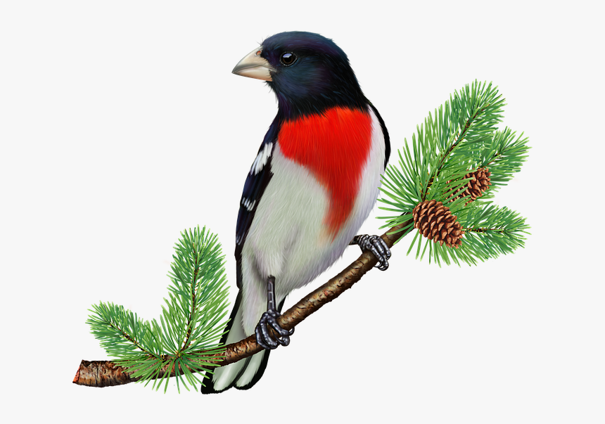 Free Clipart Rose Breasted Grosb