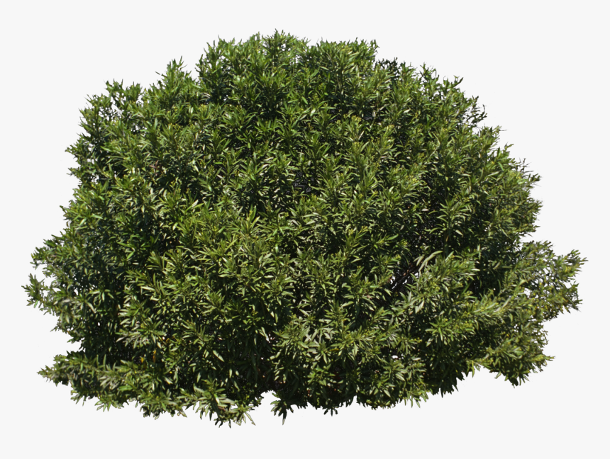 Tree Shrub Evergreen - Transparent Background Bush Png