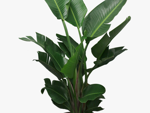 House Plant Png