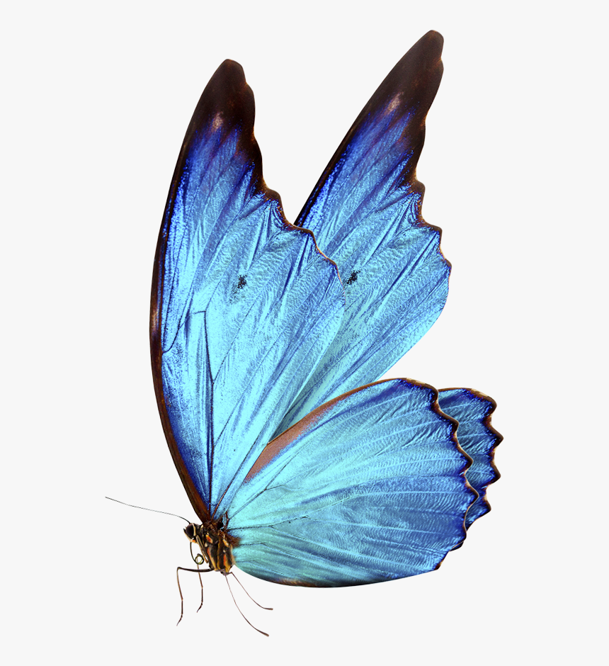 Bluebutterflyhouse - Hd Blue Butterfly Png