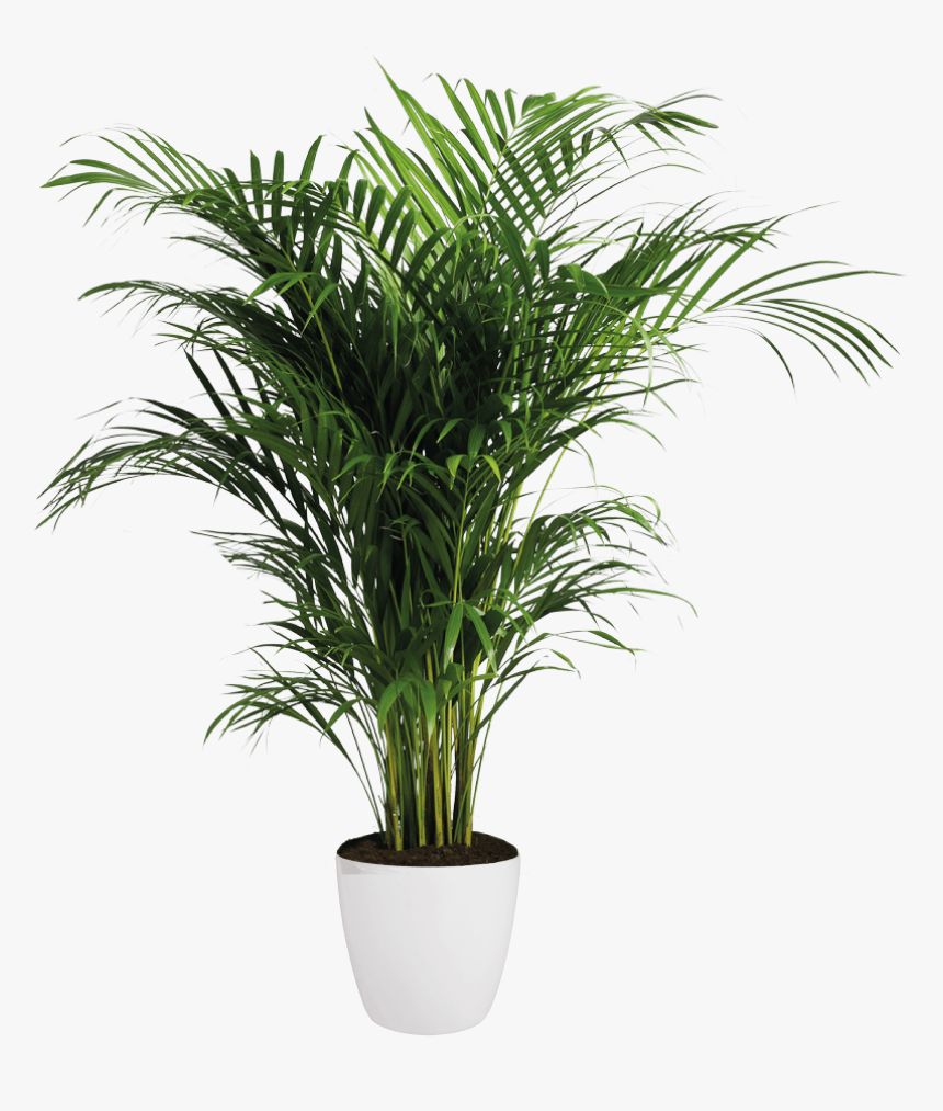 Areca Palm - Transparent Background Indoor Plants Png