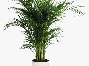 Areca Palm - Transparent Background Indoor Plants Png