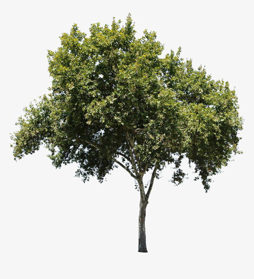Apple Tree Isolated - Tree Cut Out Png