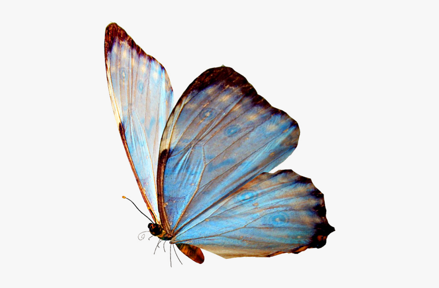 Real Blue Butterfly Png