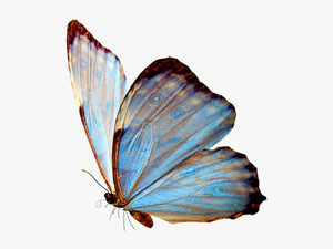 Real Blue Butterfly Png