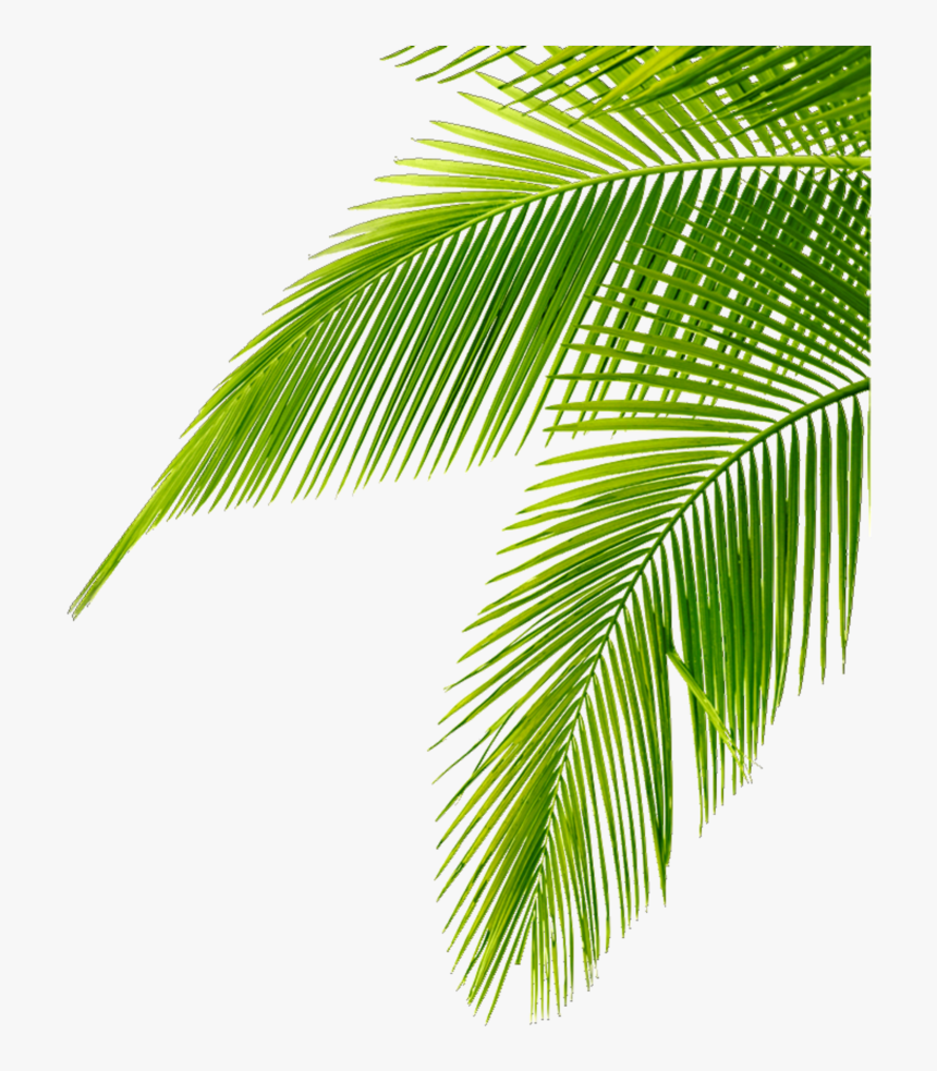 #tropical #leaves #green #freetoedit - Leaf Palm Tree Png