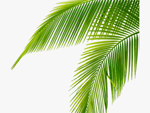#tropical #leaves #green #freetoedit - Leaf Palm Tree Png