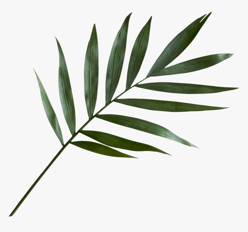 Green Palm Leaf Png