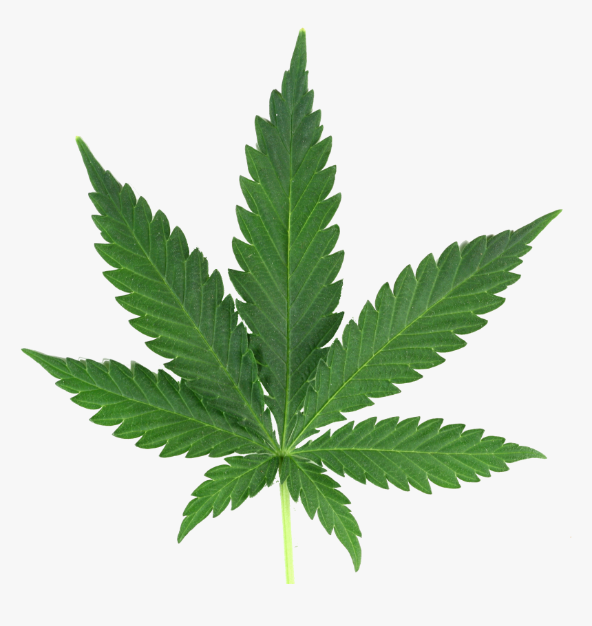Marijuana Leaf Png Real - Marijuana Leaf Png